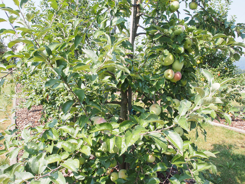 Fruchtbehang Äpfel