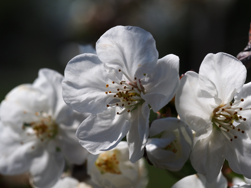 Kirschblüte Saphir