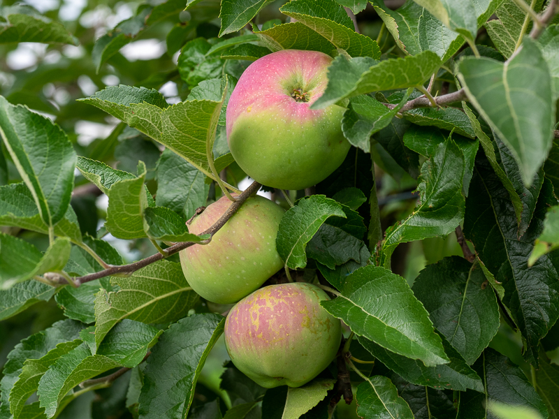 Fruchtbehang Apfel Florina
