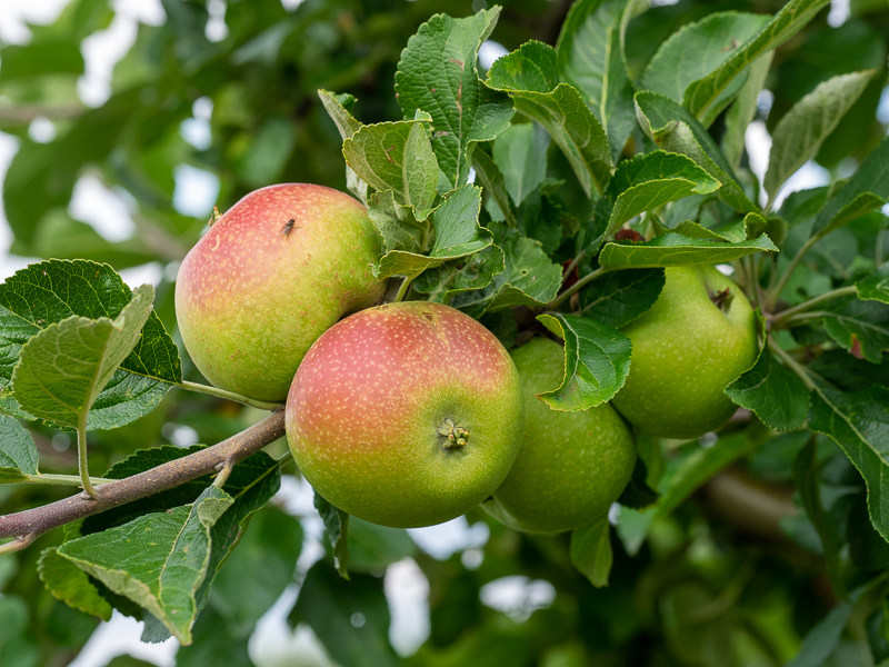 Fruchtbehang Apfel Alkmene