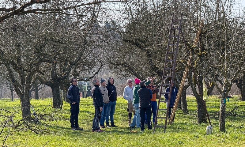 OGV, OGV Bünzwangen e. V., 2026, Schnittkurs