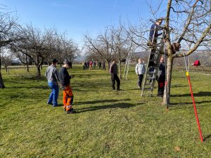 Schnittkurs OGV Bünzwangen e. V. am 05. und 07.03.2026