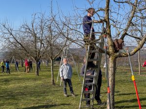 Schnittkurs OGV Bünzwangen e. V. am 05. und 07.03.2026