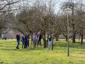 Schnittkurs OGV Bünzwangen e. V. am 05. und 07.03.2026